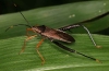 squash bug